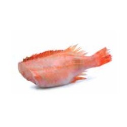 Peixe Red Fish Grande